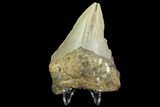 Bargain, Fossil Megalodon Tooth - North Carolina #124804-2